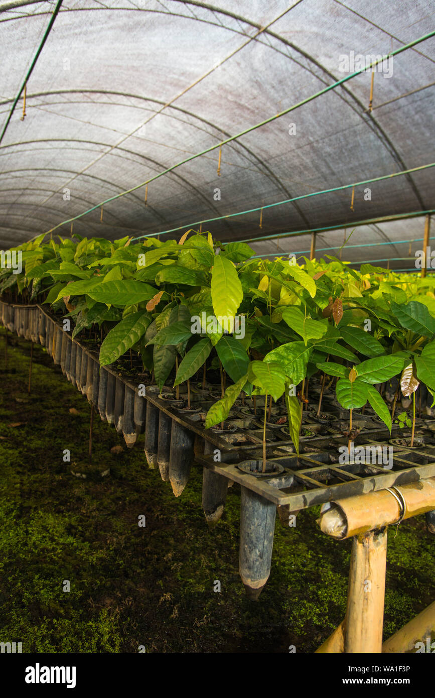 Piantine di cacao pronte per essere piantate in un allevamento di cacao biologico nello stato di Bahia, Brasile Foto Stock