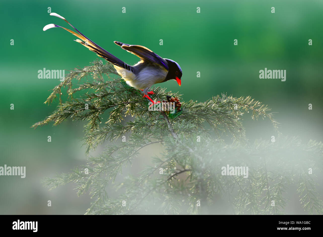 Il linnet bocca blu Foto Stock