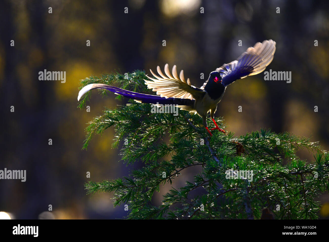 Il linnet bocca blu Foto Stock