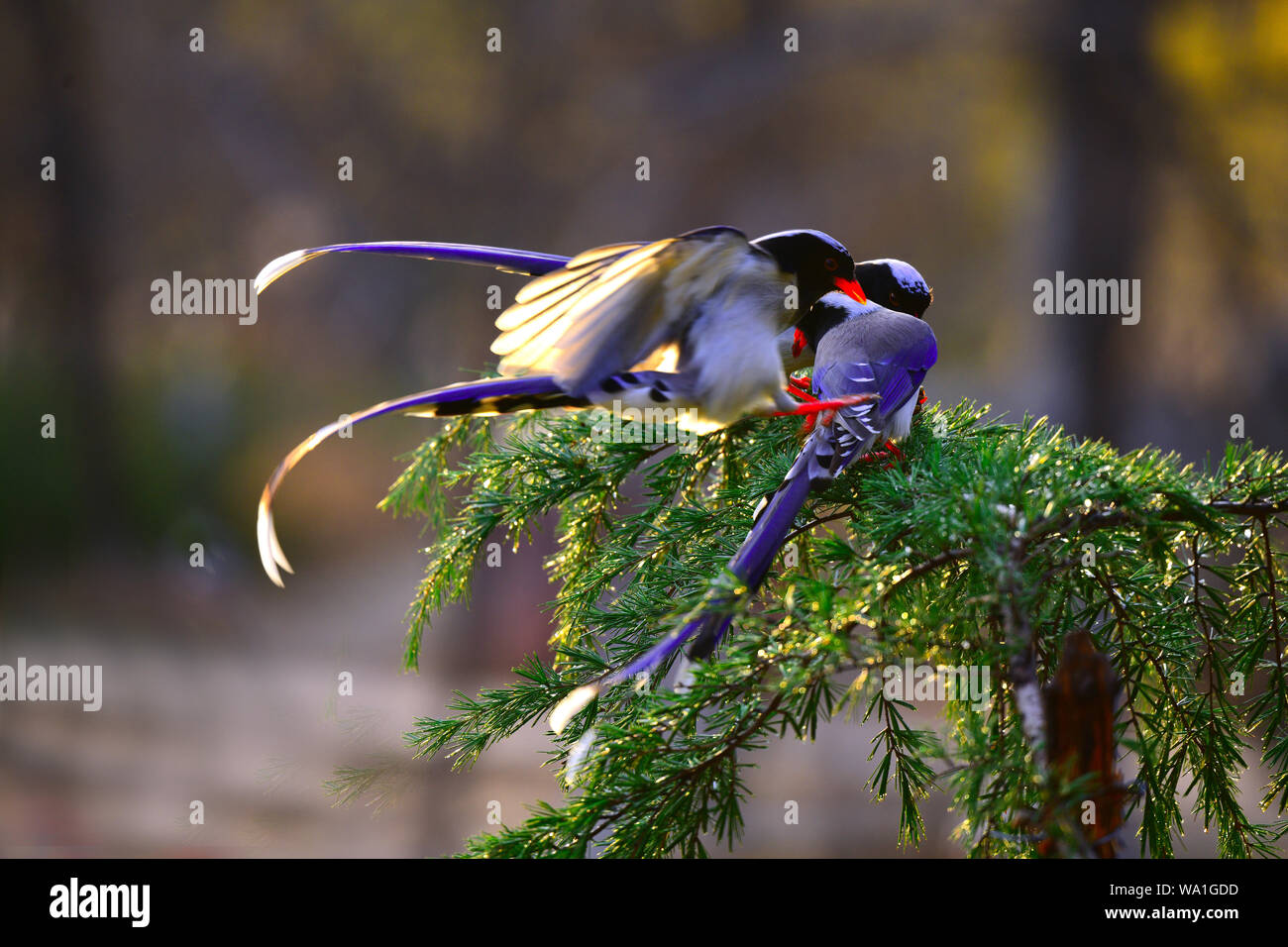 Il linnet bocca blu Foto Stock