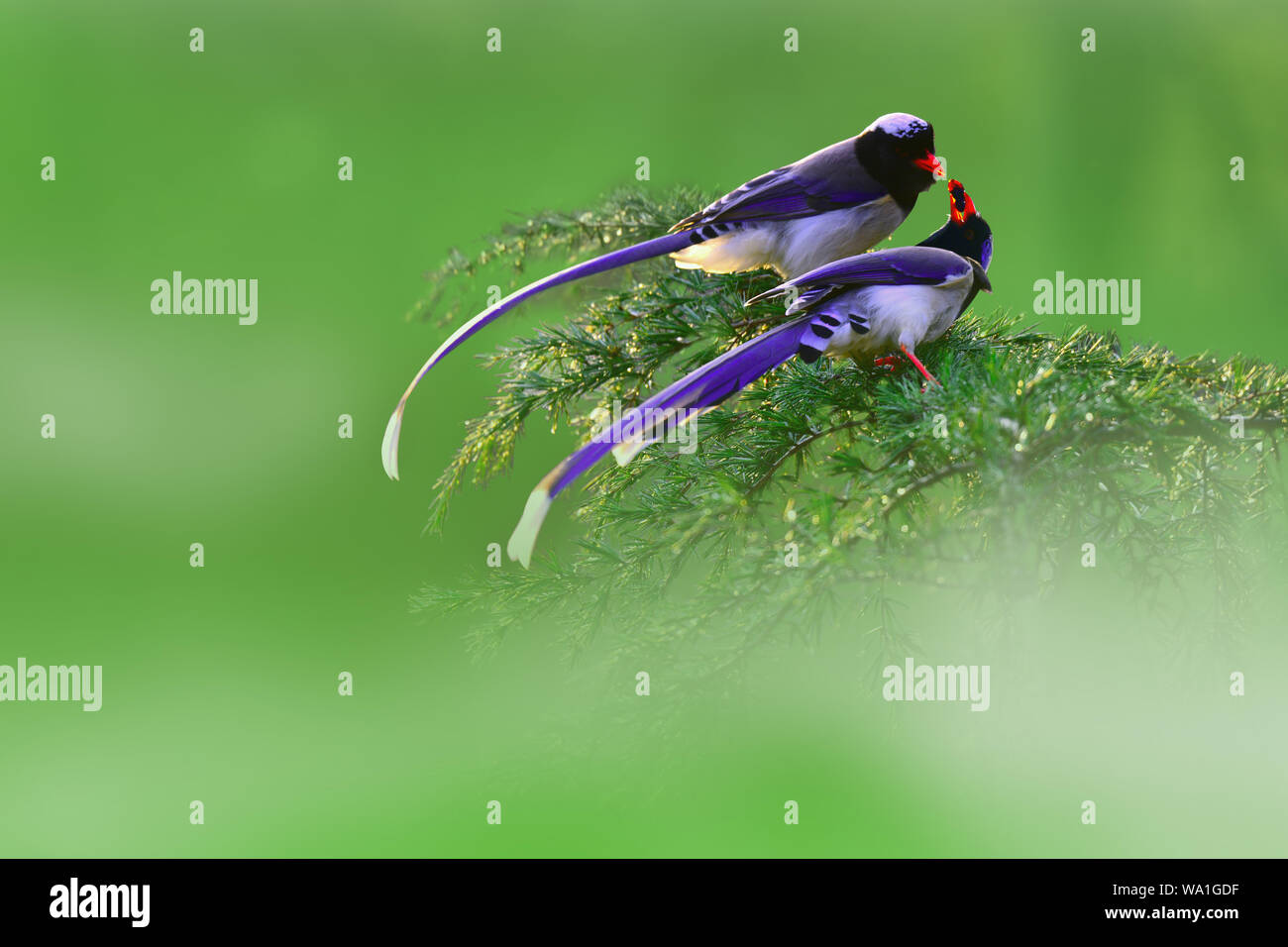 Il linnet bocca blu Foto Stock