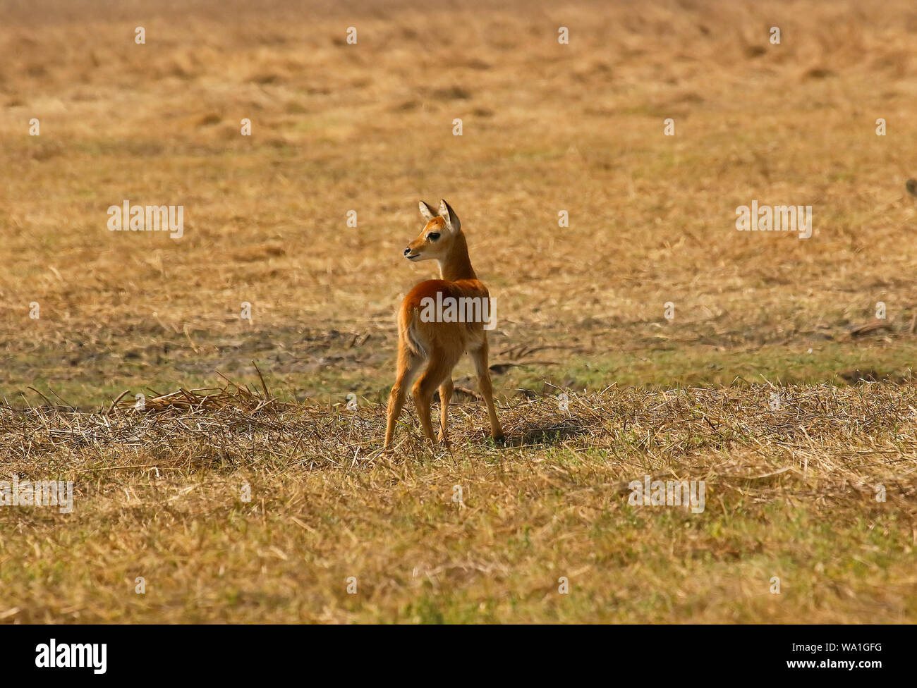 Baby di Puku (Kobus vardonii), African antelope. Busanga Plains. Parco Nazionale di Kafue, Zambia Foto Stock