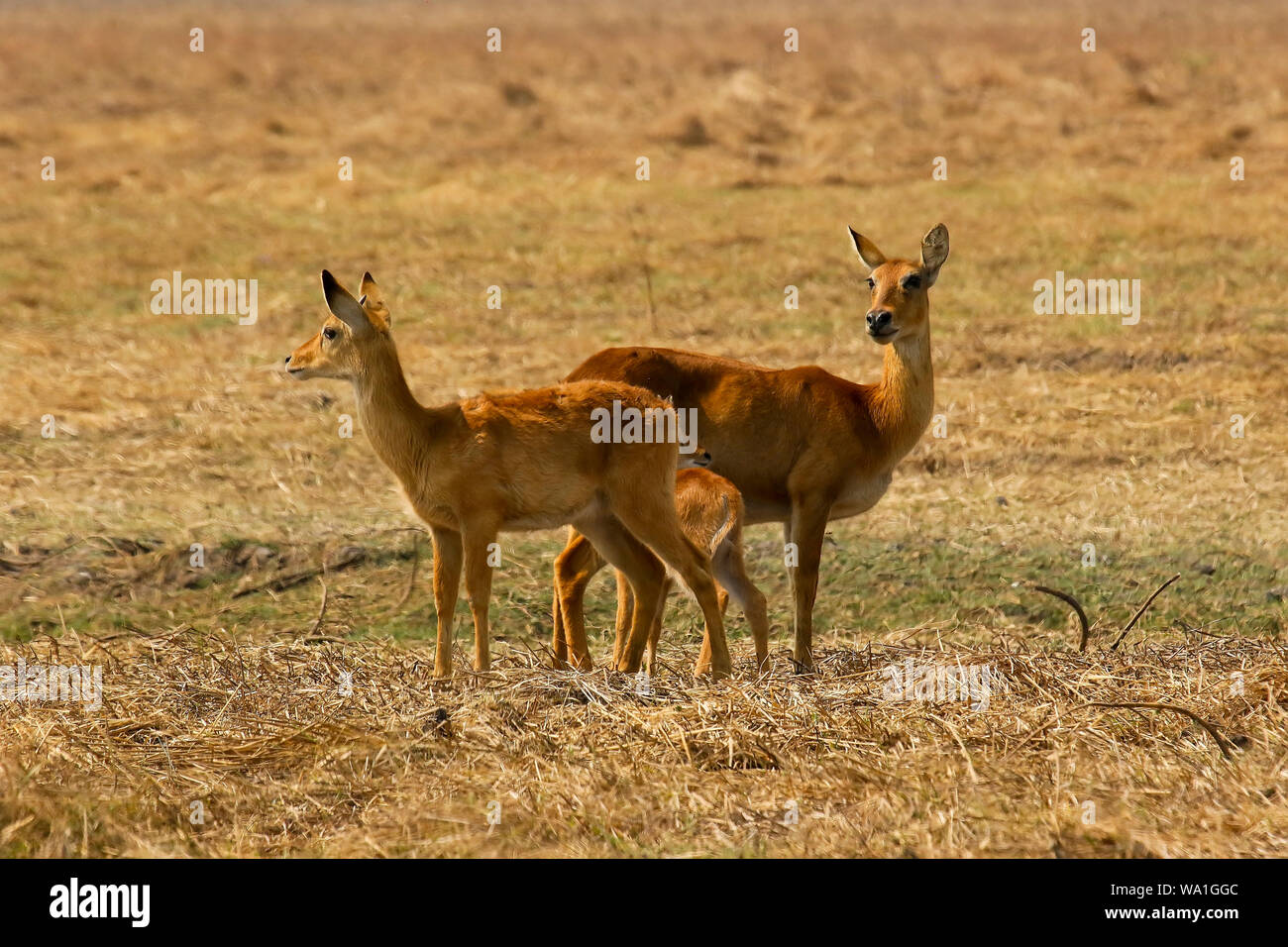 Femmine e baby di Puku (Kobus vardonii), African antelope. Busanga Plains. Parco Nazionale di Kafue, Zambia Foto Stock