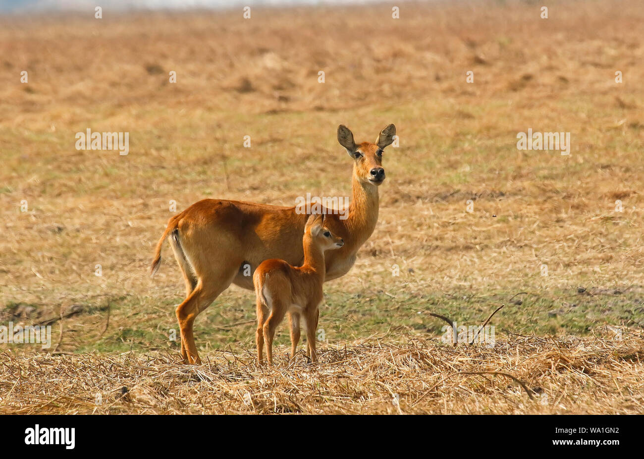 Fermale e Baby di Puku (Kobus vardonii), African antelope. Busanga Plains. Parco Nazionale di Kafue, Zambia Foto Stock