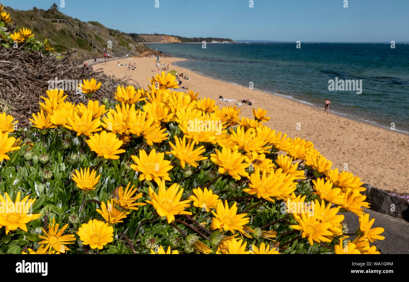 Spiaggia di giallo margherite a Sandringhams Melrose Street Beach Melbourne Australia Foto Stock