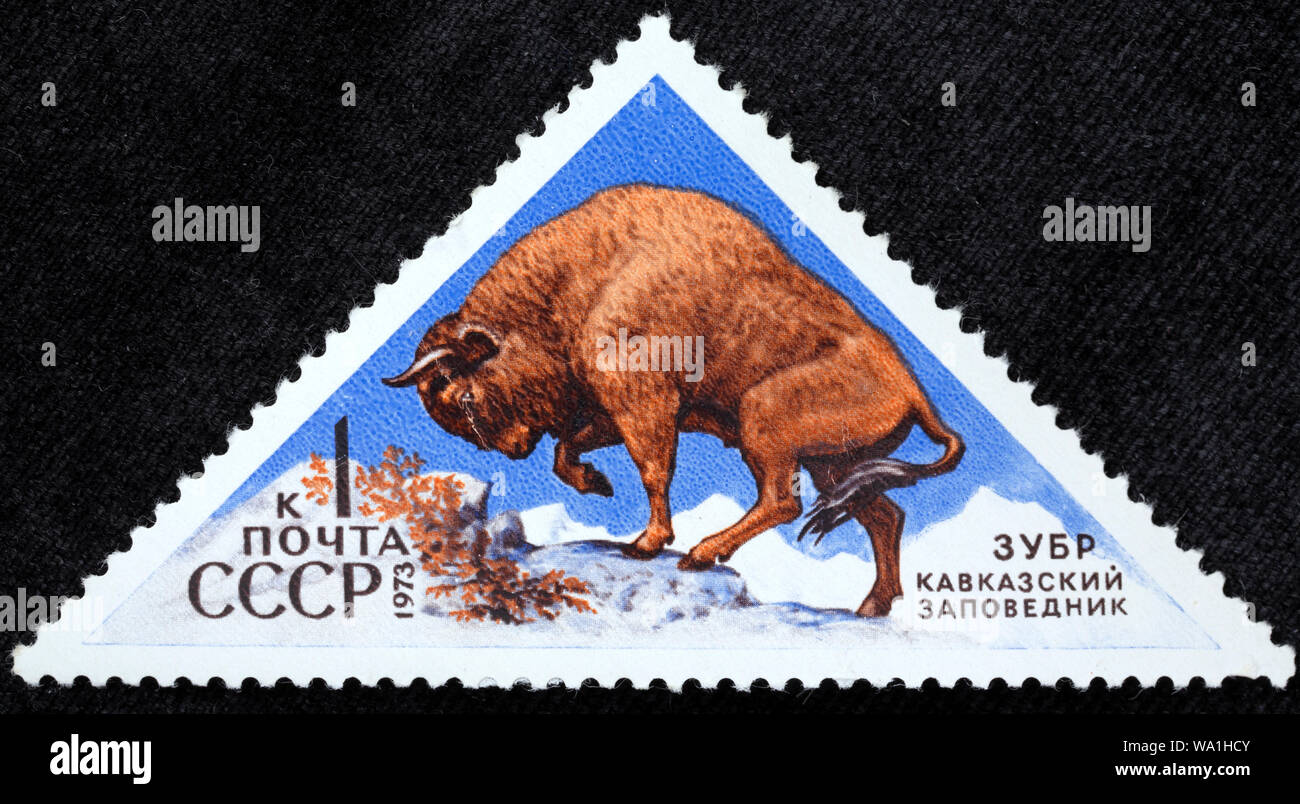 Il bisonte europeo, Bison bonasus, Caucaso riserva, francobollo, Russia, URSS, 1973 Foto Stock