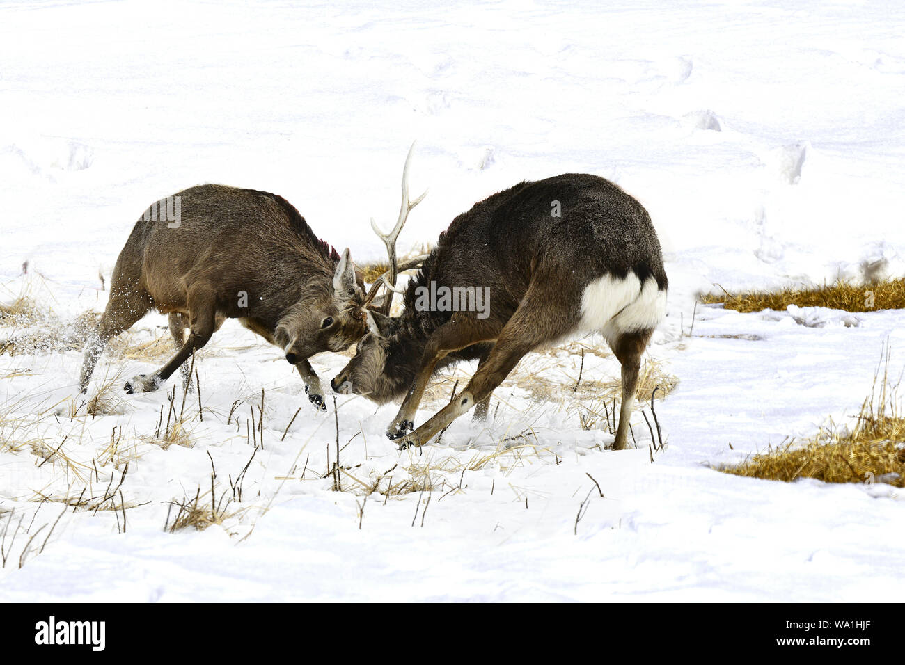 Red Deer Foto Stock