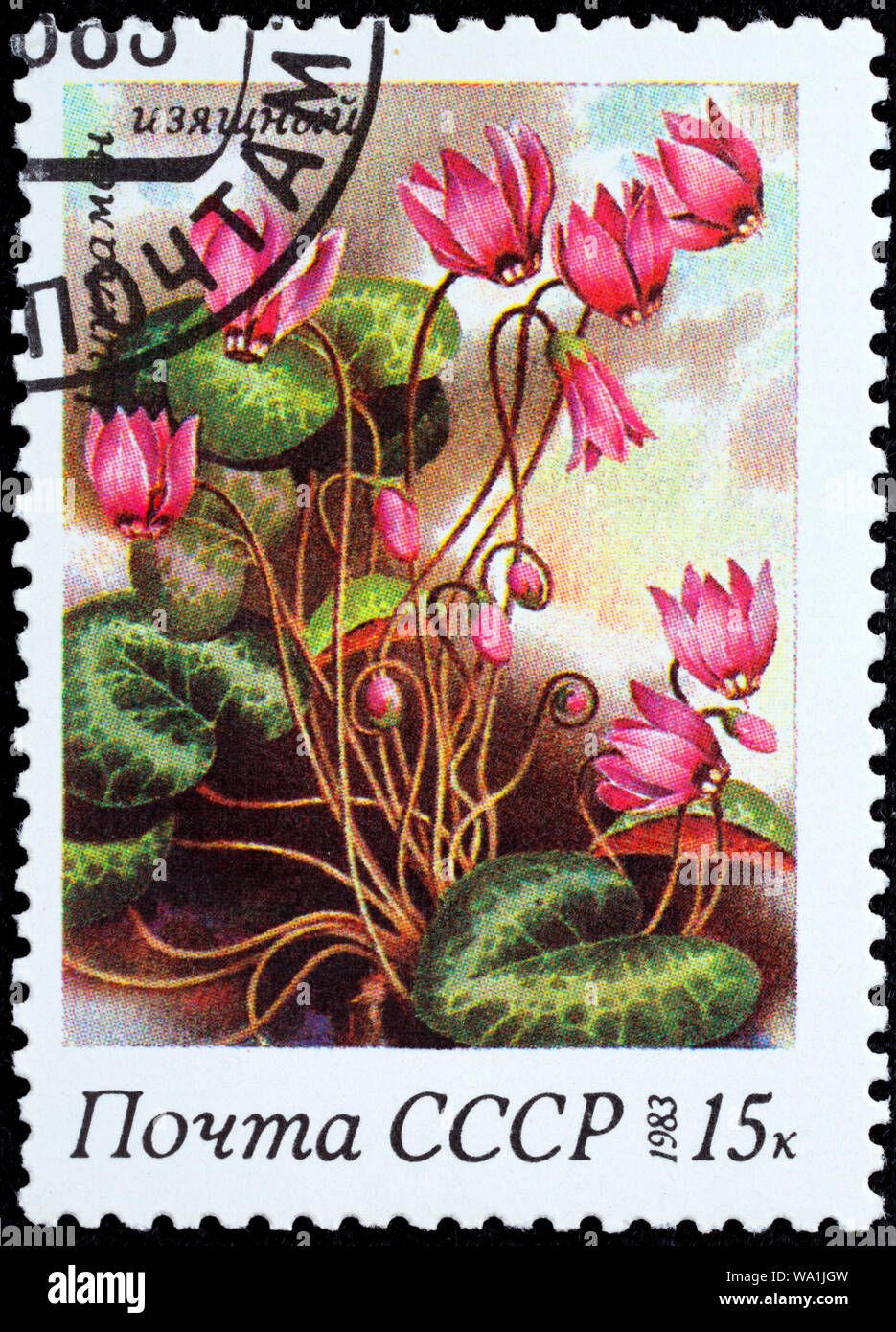 Ciclamino elegans, francobollo, Russia, URSS, 1983 Foto Stock