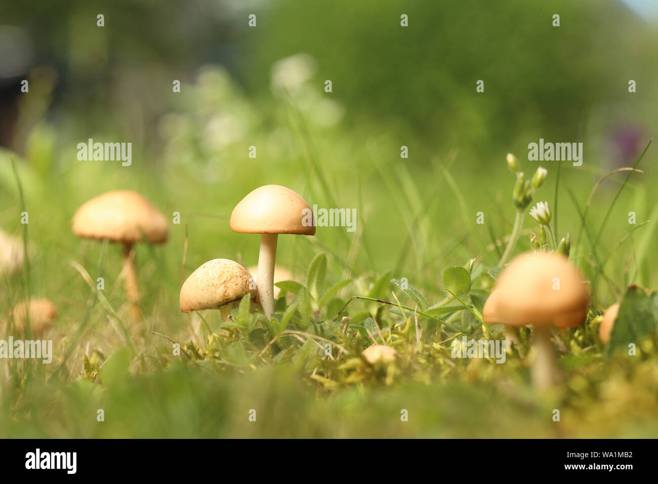 Makro Pilze im Garten Foto Stock