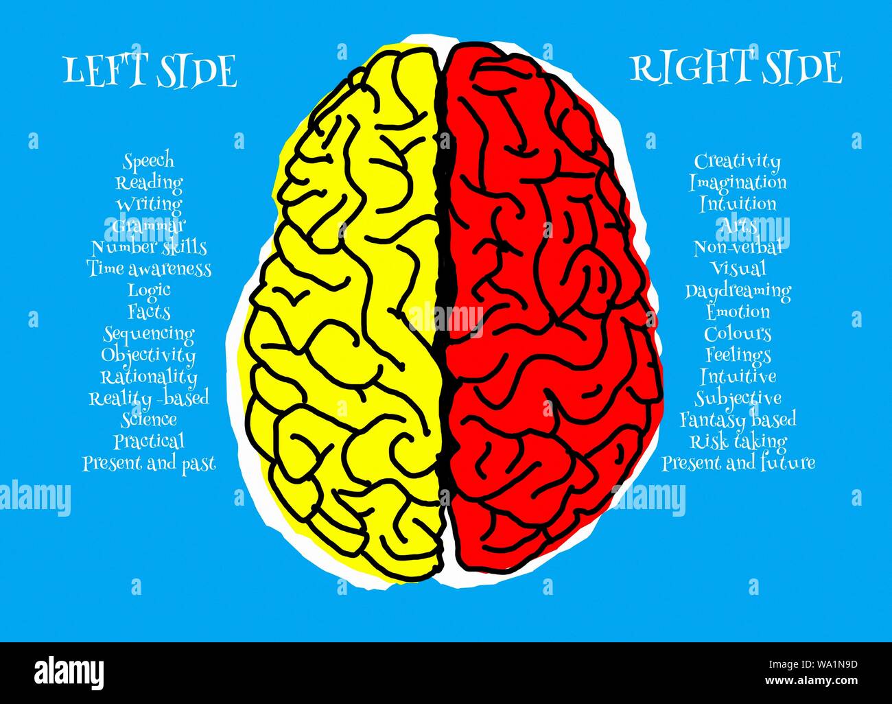 Sul lato destro e sul lato sinistro del cervello umano, illustrazione. Foto Stock