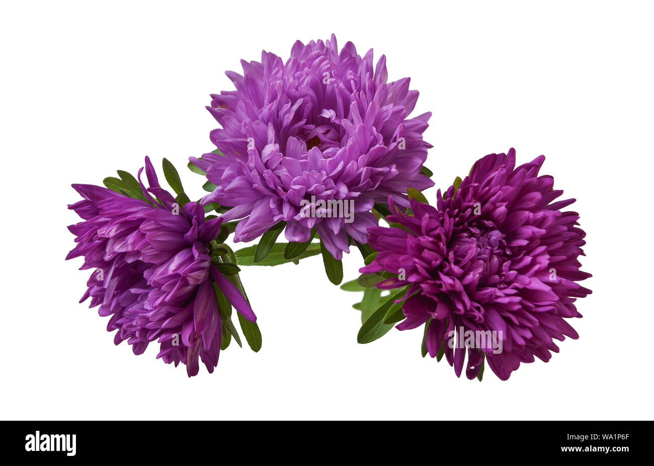 Astri viola tre isolati su sfondo bianco closeup Foto Stock