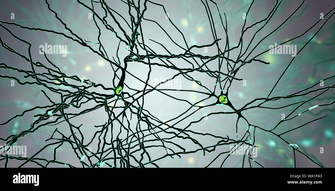 Neuroni piramidali. Illustrazione della piramide di cellule nervose dalla corteccia cerebrale del cervello. Cellule piramidali sono così denominata per la loro triangolari di corpi cellulari. Ciascuna cella corpo presenta numerosi processi (dendriti) che raccogliere e trasmettere informazioni da altre cellule nervose e le cellule sensoriali. Ogni cella corpo dispone anche di un assone conduce da esso attraverso la quale passa le informazioni ad altre cellule. Foto Stock