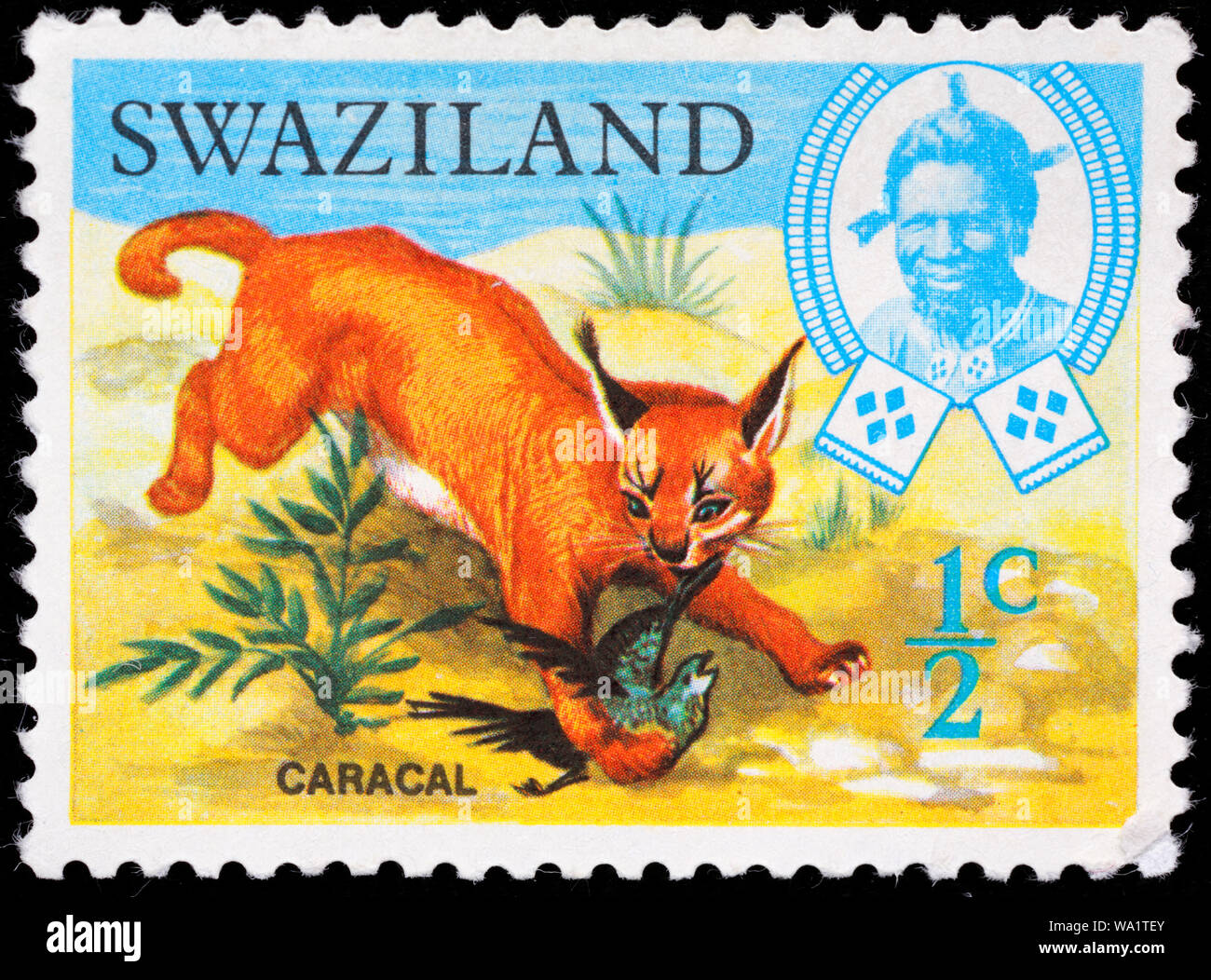 Caracal persiano, Lynx lynx africani, Caracal caracal Felis caracal francobollo, Swaziland, 1969 Foto Stock