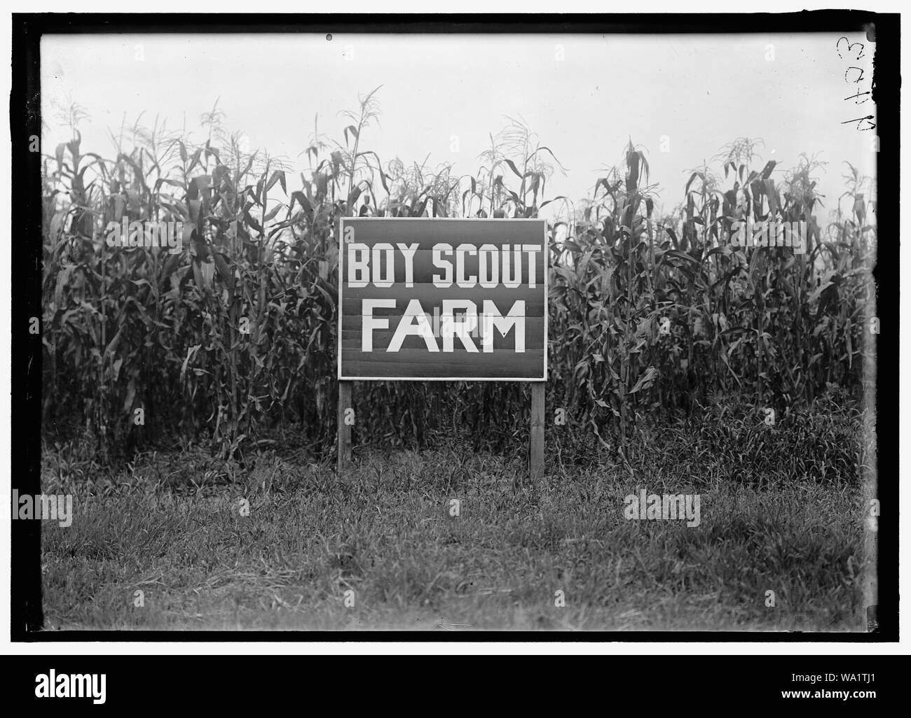 BOY scout. BOY SCOUT FARM Foto Stock