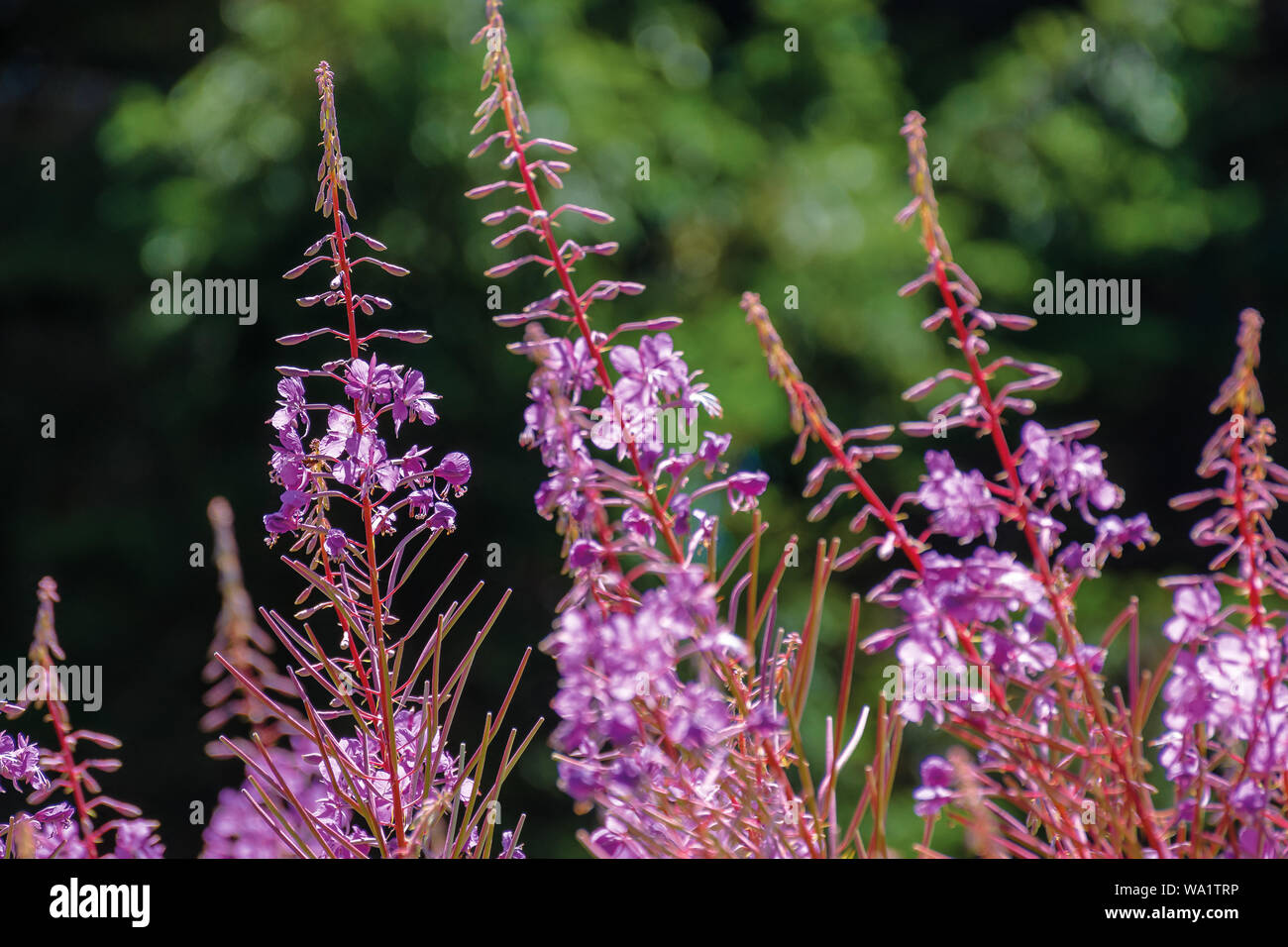 Willow herb fiori viola closeup. bellissima natura sfondo. foresta sfocato nella distanza Foto Stock