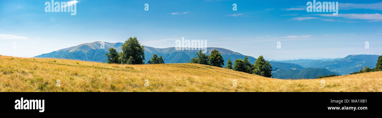 Bellissimo paesaggio panoramico in agosto. fila di faggi sul prato in erba spiovente. La gamma della montagna di distanza. tempo soleggiato con blue Foto Stock