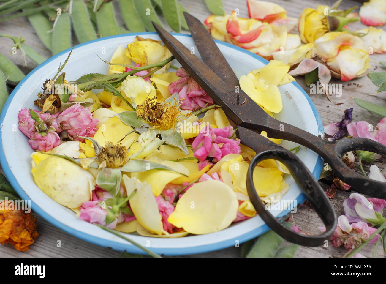 Rosa, Lathyrus odoratus e tagetes. Fresca di fiori - dolce piselli, calendula e rose - a vuoto per prolungare la fioritura. Regno Unito Foto Stock