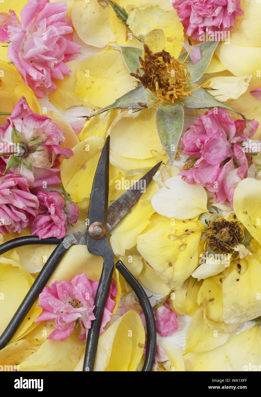 Rosa. Trascorso Rose sboccia rimosso per prolungare la fioritura - estate. Regno Unito Foto Stock
