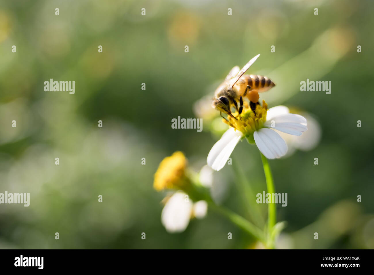 API Foto Stock