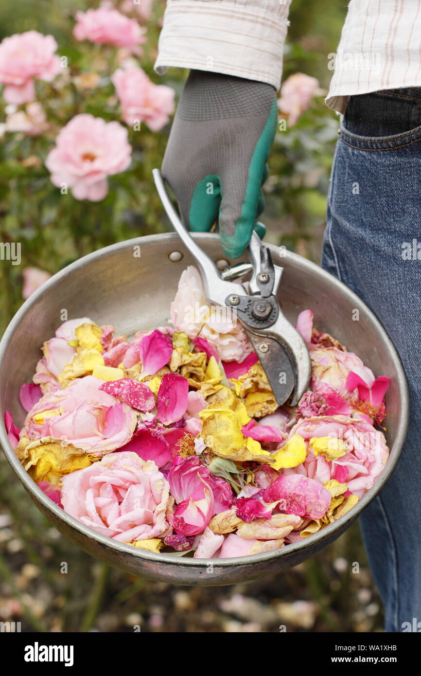 Rosa. Trascorso Rose sboccia a vuoto con secateurs dal giardiniere maschio per prolungare la fioritura nei mesi estivi. Regno Unito Foto Stock