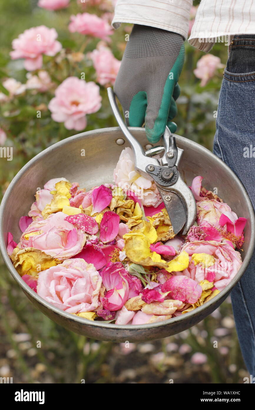 Rosa. Trascorso Rose sboccia a vuoto con secateurs dal giardiniere maschio per prolungare la fioritura nei mesi estivi. Regno Unito Foto Stock
