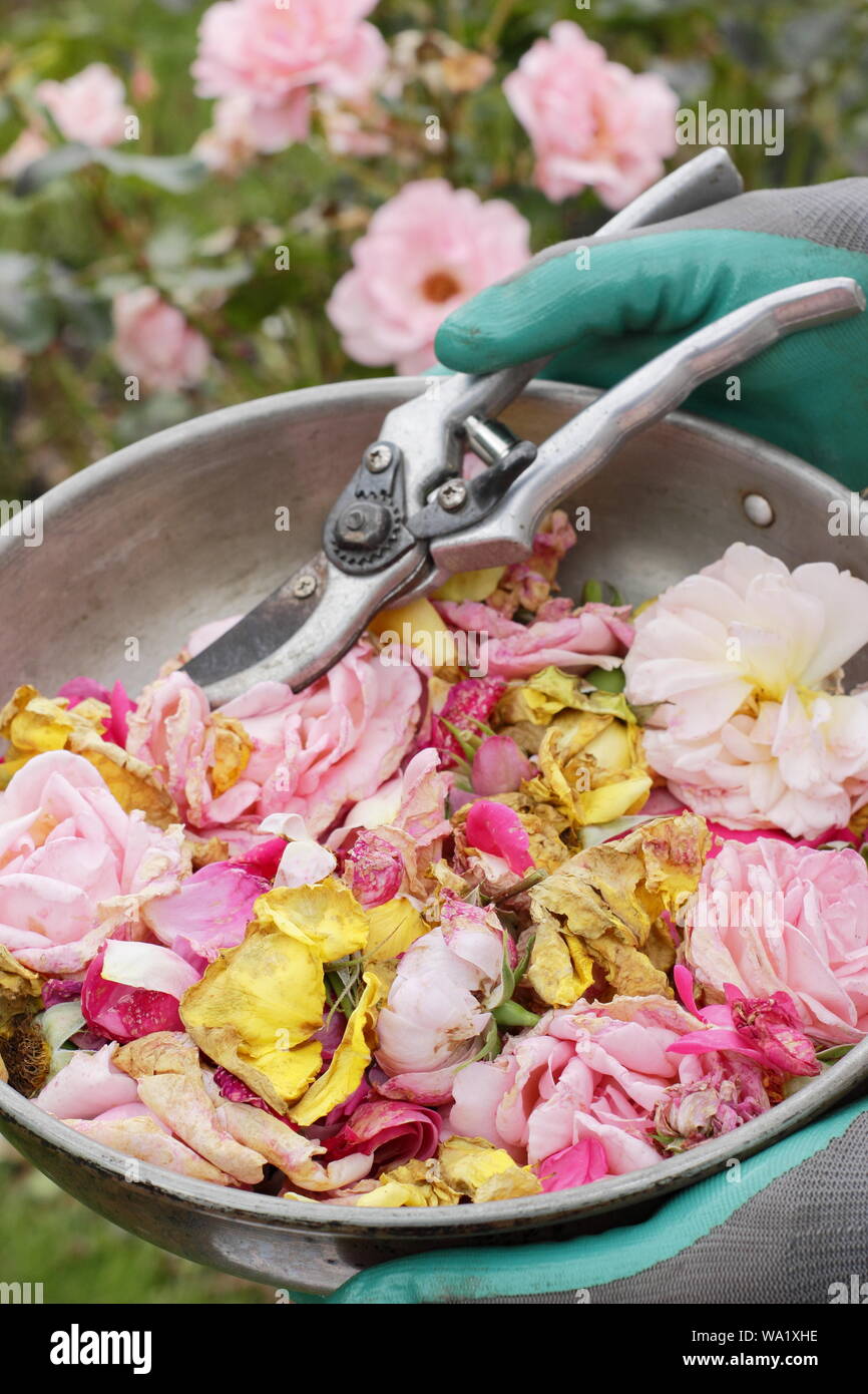 Rosa. Trascorso Rose sboccia a vuoto con secateurs dal giardiniere maschio per prolungare la fioritura nei mesi estivi. Regno Unito Foto Stock