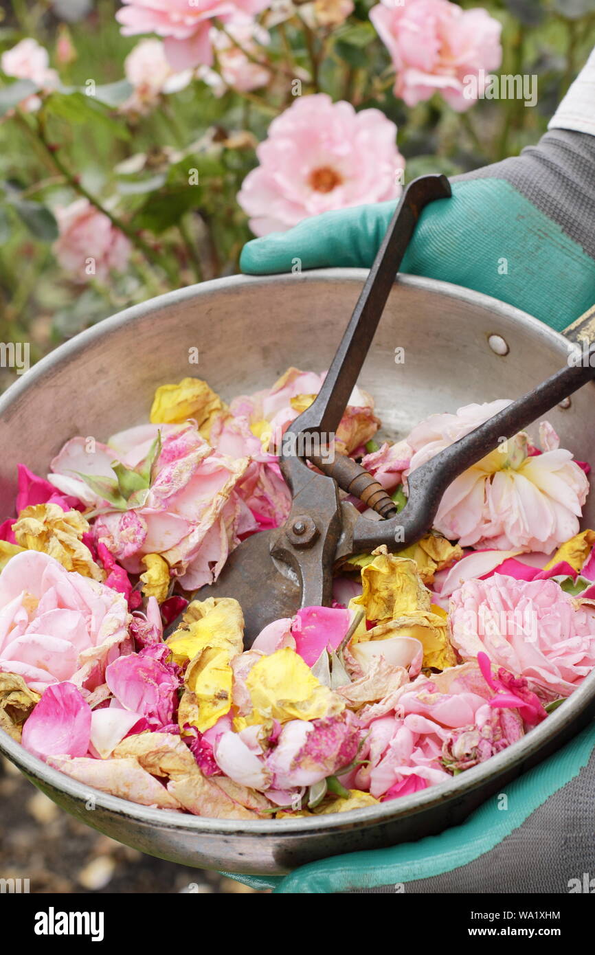 Rosa. Trascorso Rose sboccia a vuoto con secateurs dal giardiniere maschio per prolungare la fioritura nei mesi estivi. Regno Unito Foto Stock