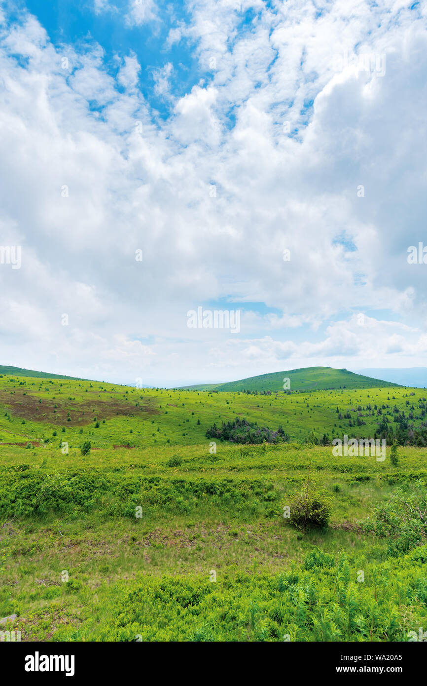 Splendido scenario estivo in un giorno nuvoloso. alberi vicino al vertice distanti. erbaceo verdi colline di esecuzione di montagna, transcarpathia, ua Foto Stock