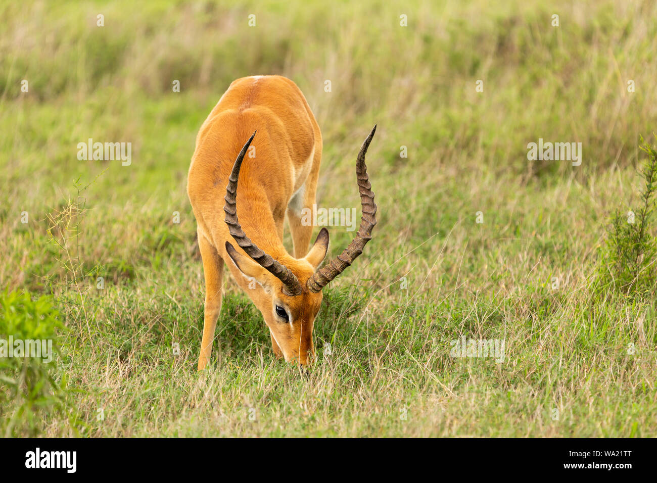 Fotografia a colori del pascolo Impala (Aepyceros melampus) anteriore, presa in Kenya. Foto Stock