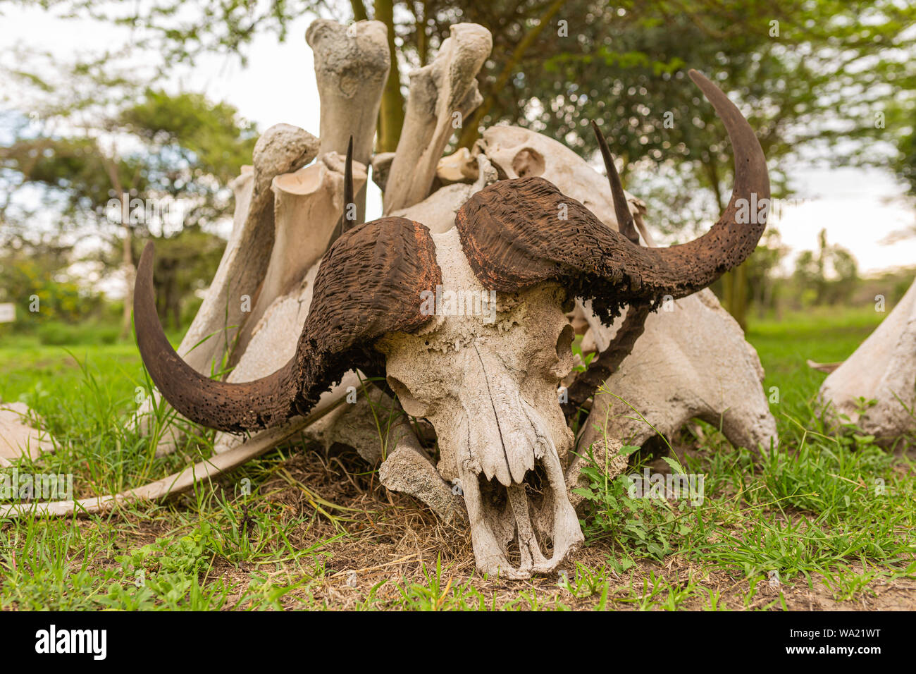 Fotografia a colori della piccola pila di africana di ossa di animali con teschio di bufalo posizionata nella parte anteriore. Foto Stock