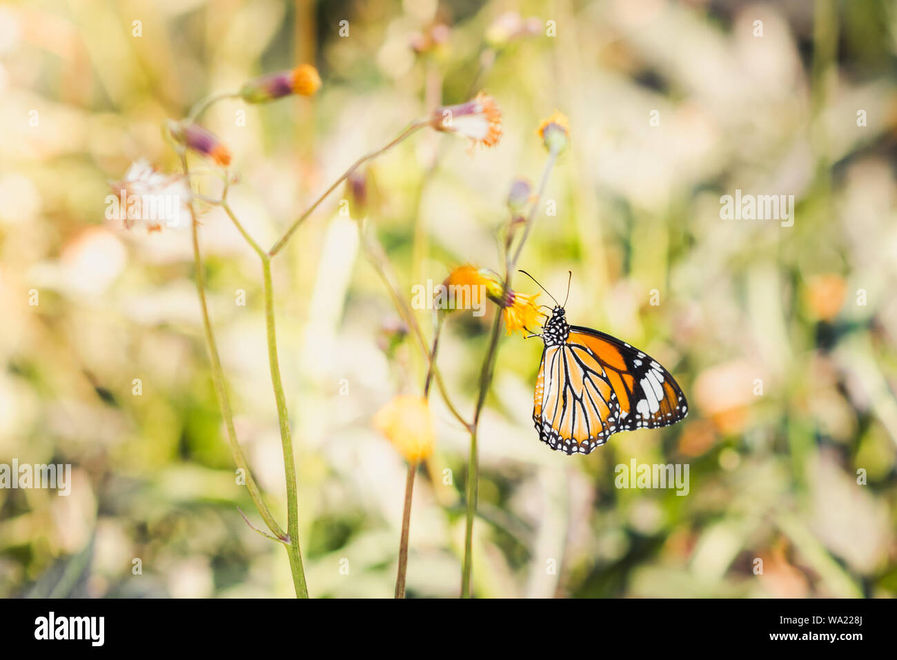 Butterfly si siede sul dente di leone-come flower (Gynura pseudochina). Sfondo sfocato. Foto Stock