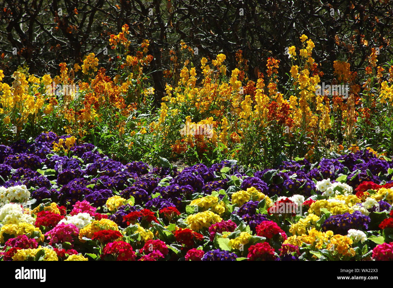Letto di fiori in Christchurch Giardini Botanici, Nuova Zelanda Foto Stock