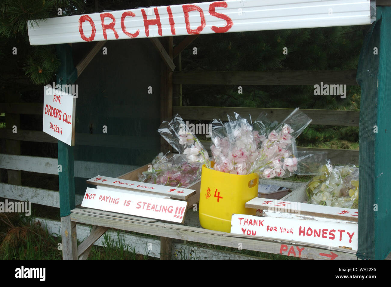 Strada stand per la vendita di orchidee Foto Stock