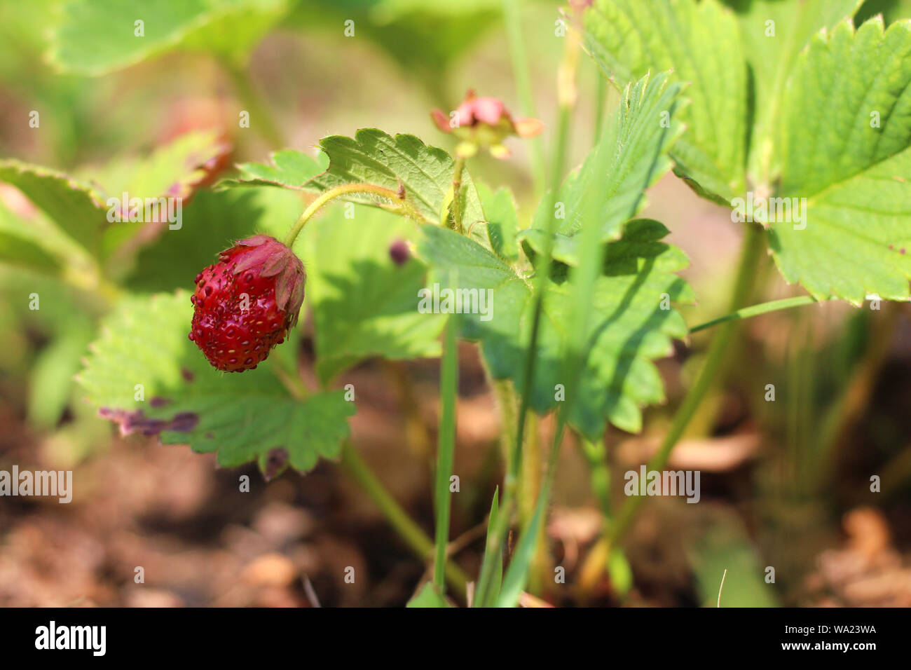 Wild rosso fragole crescere nella foresta Foto Stock