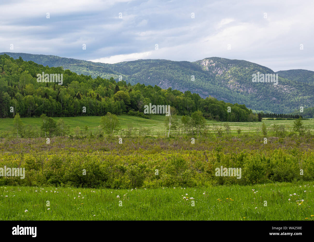 Campi verdi e pianeggiante e montagne del bel fiume Saguenay Regione di Québec Foto Stock