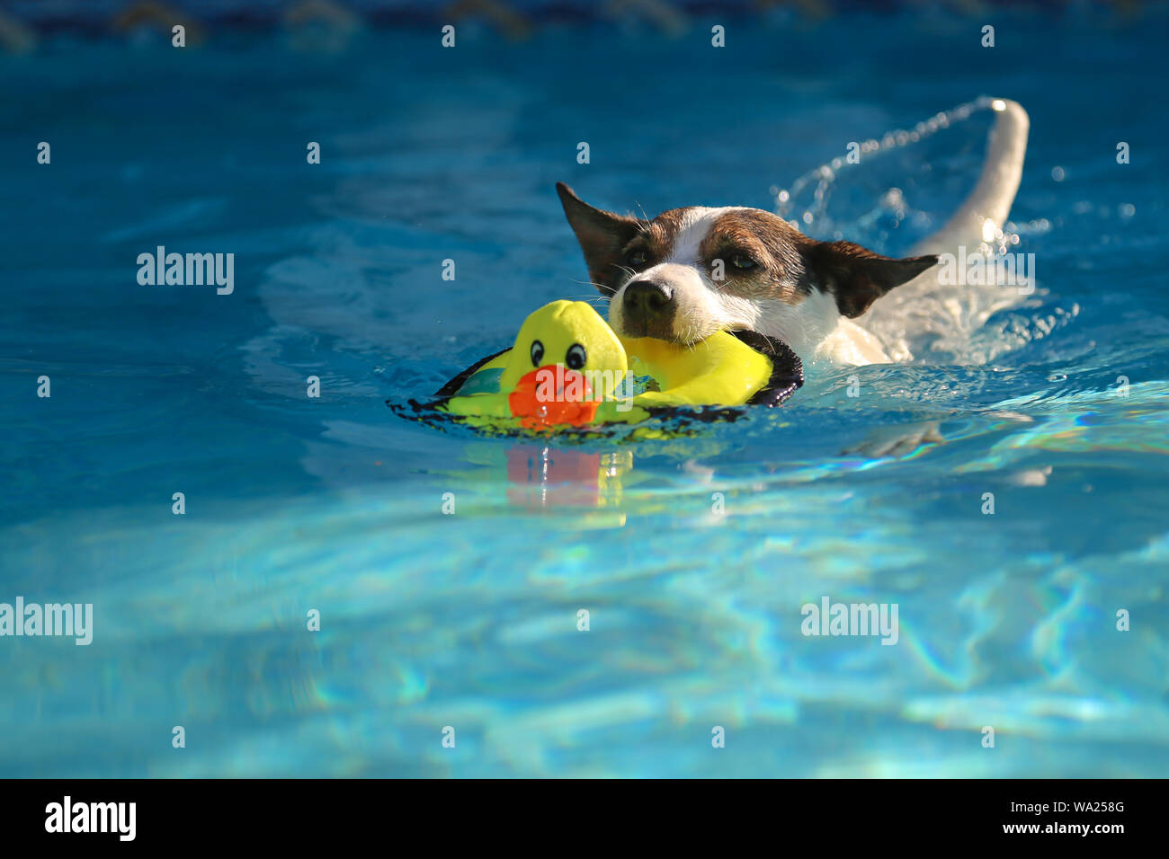 Vista dal basso angolo di un cane Jack Russell Terrier che nuota all'aperto con un'anatra giocattolo in bocca Foto Stock