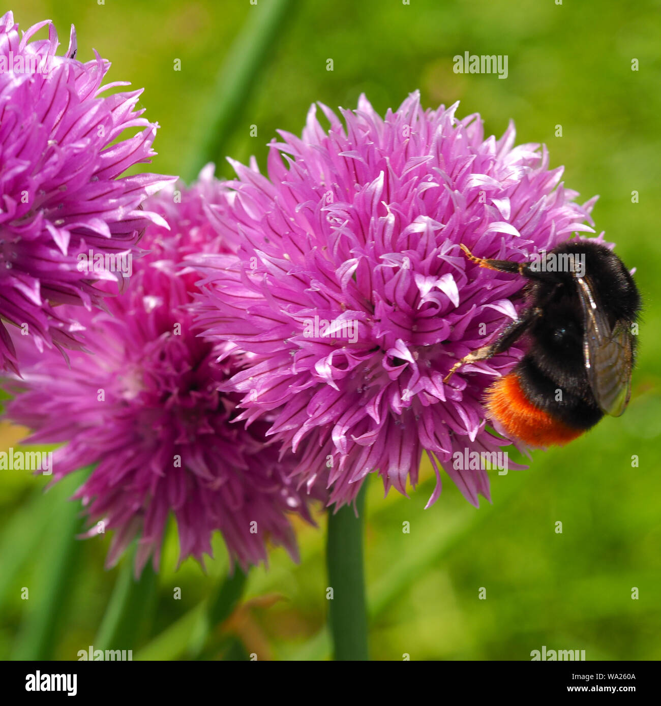 Allium schoenoprasum 'Rosa perfezione' erba cipollina fiori in un giardino con bumblebee Foto Stock