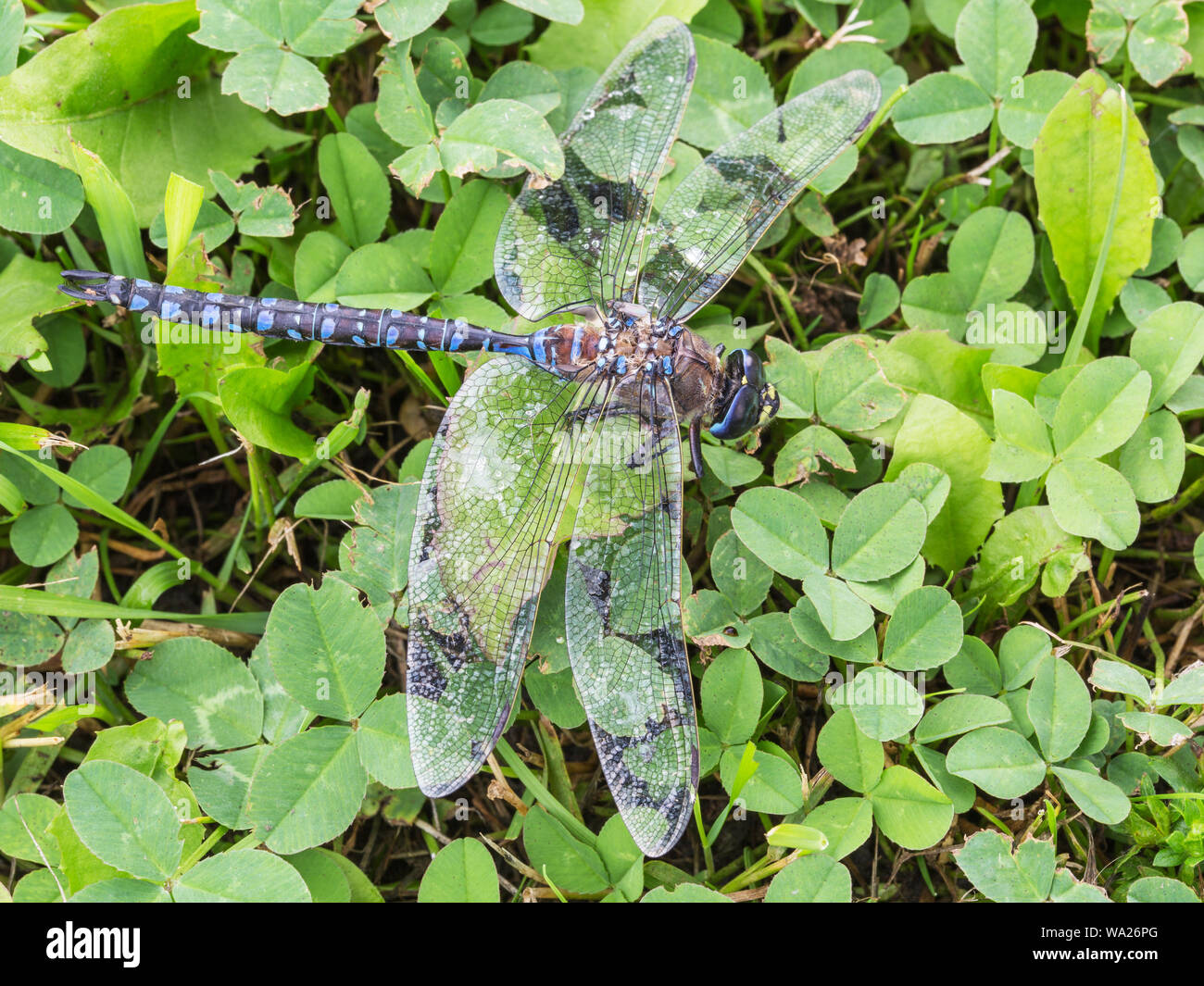 Azure corpo Darner Closeup Foto Stock