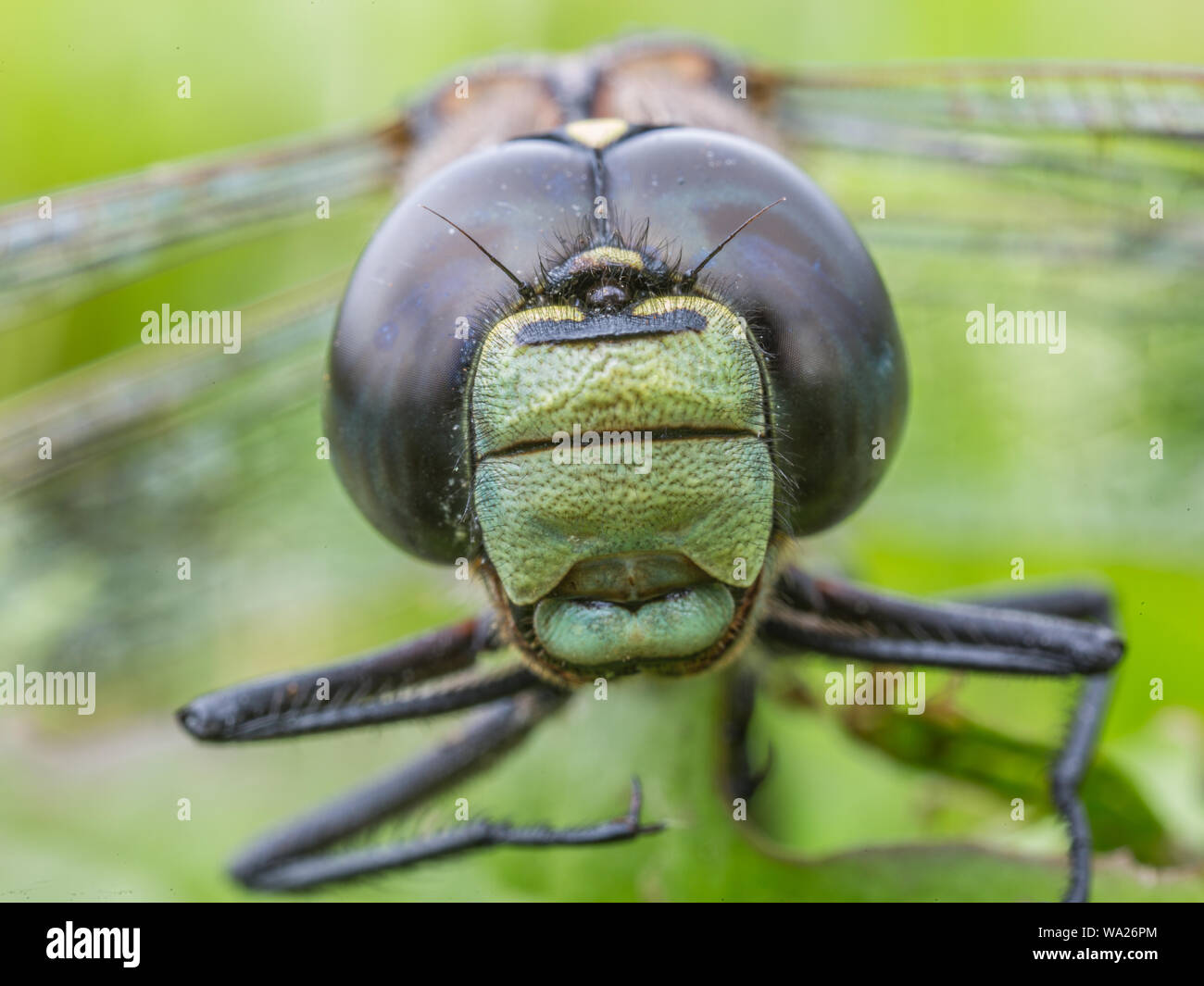 Azure testa Darner Closeup Macro Foto Stock