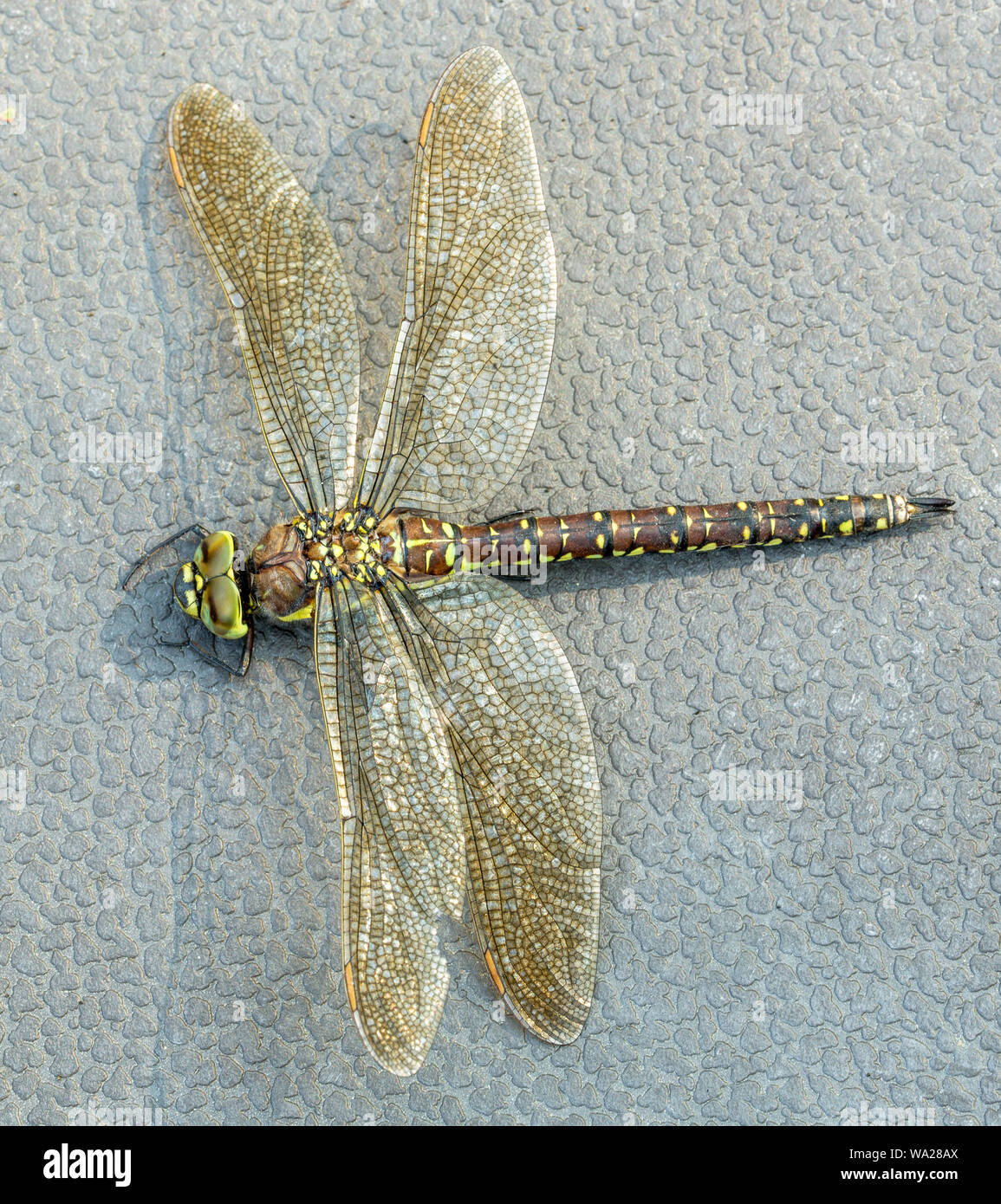 Sedge Darner corpo libellula Closeup Foto Stock