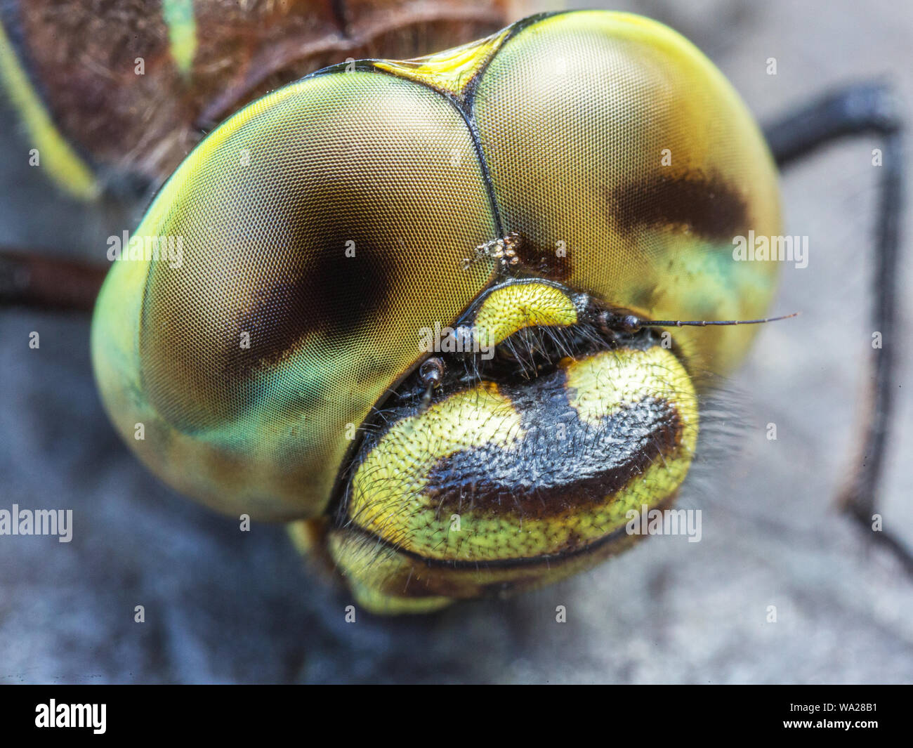 Sedge Darner testa a forma di libellula Closeup Foto Stock