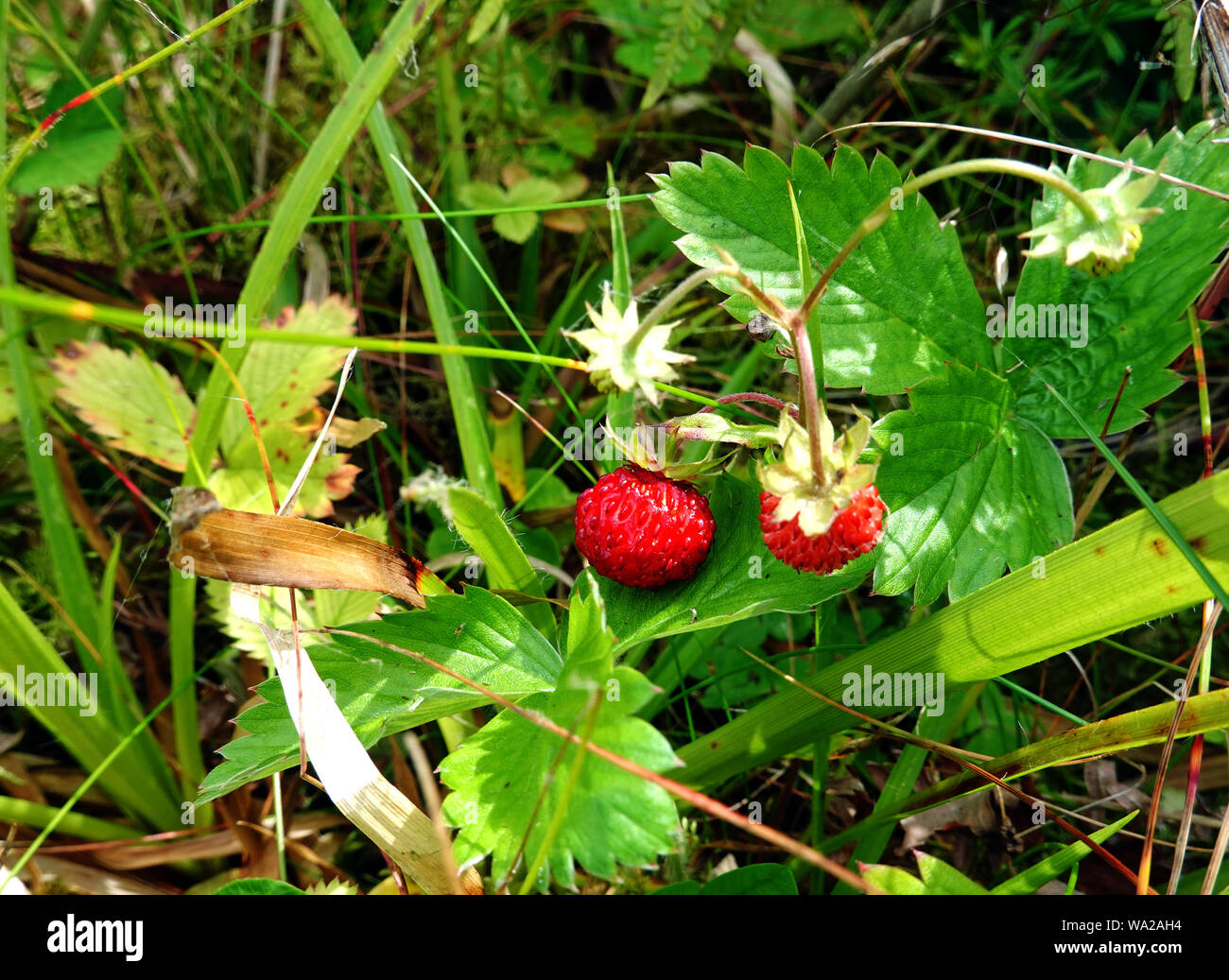 Fragoline di bosco vicino pronto a mangiare Foto Stock