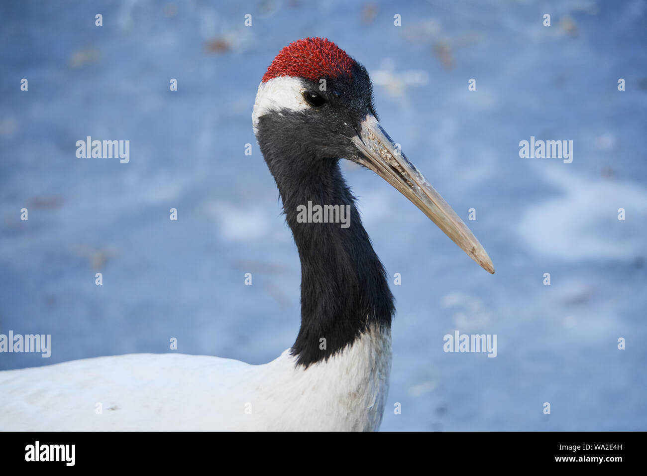 Rosso-incoronato gru Foto Stock