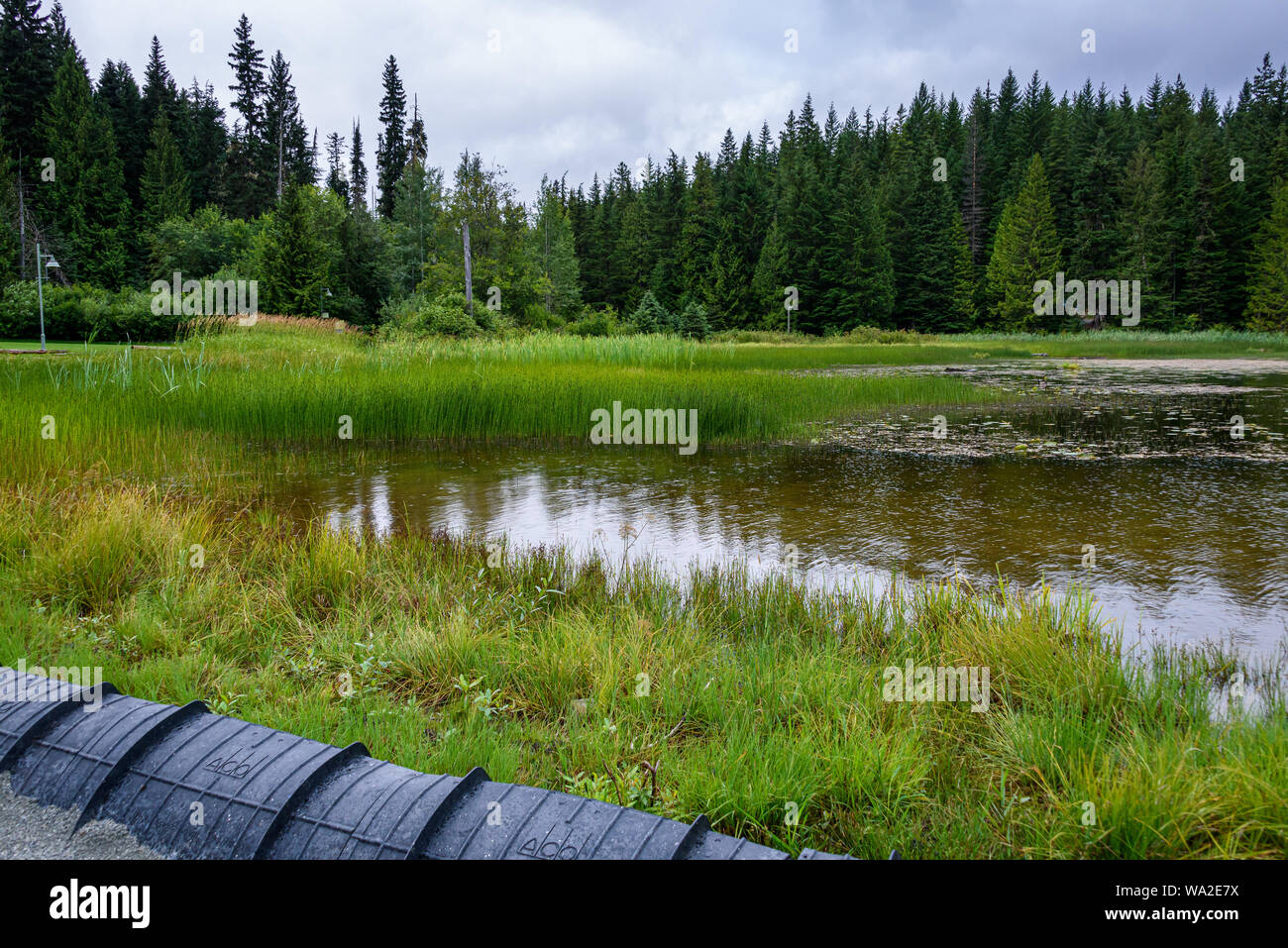 WHISTLER, BC/CANADA - Agosto 2, 2019: sensibili habitat palustri in perso il parco del lago. Protezione nero canale sotterraneo di impostare per la protezione del Western rospi assortiti Foto Stock