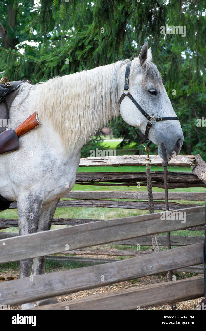 Un colline punteggiano Percheron grigio progetto di cavallo è sellati e sul display a Greenfield Village, presso la Henry Ford Museum a Dearborn, Michigan, Stati Uniti d'America Foto Stock