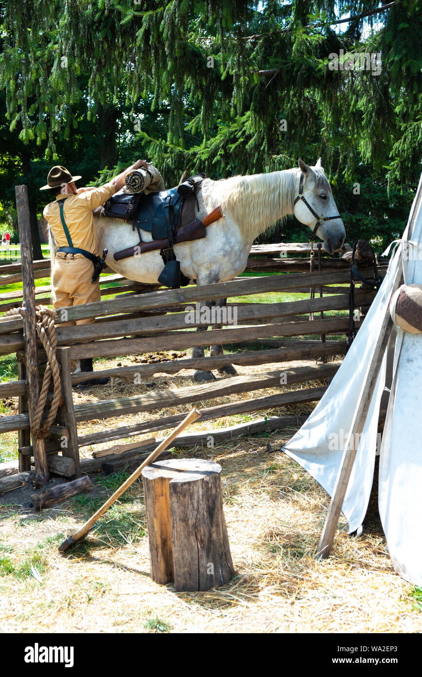 Un colline punteggiano Percheron grigio progetto di cavallo è sellati e sul display a Greenfield Village, presso la Henry Ford Museum a Dearborn, Michigan, Stati Uniti d'America Foto Stock