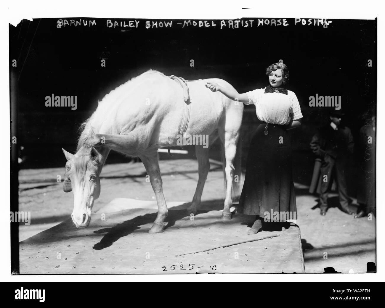 Cavallo in posa Foto e Immagini Stock in Bianco e Nero - Alamy