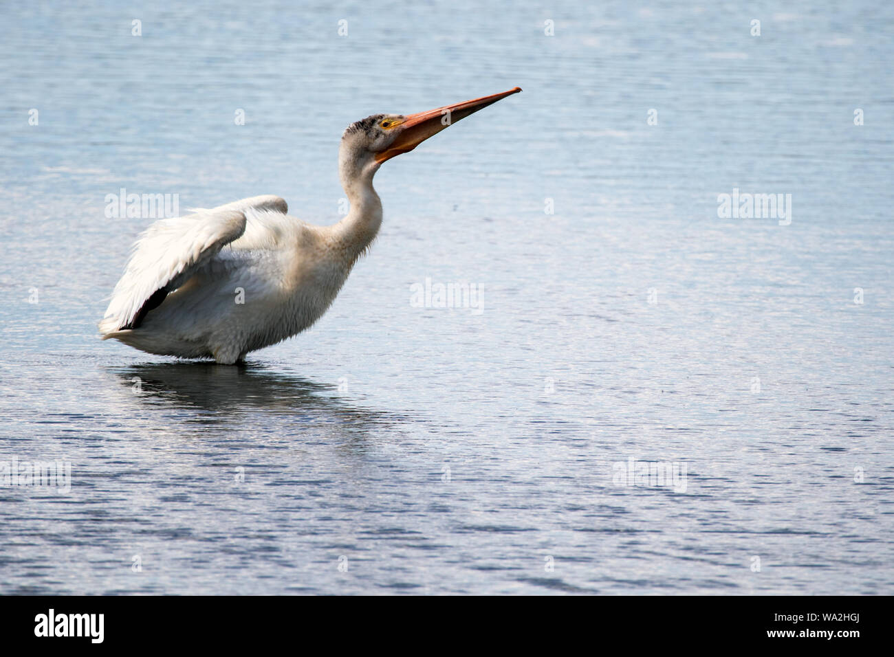 Pellicano stretching in un lago d'acqua dolce in Colorado Foto Stock