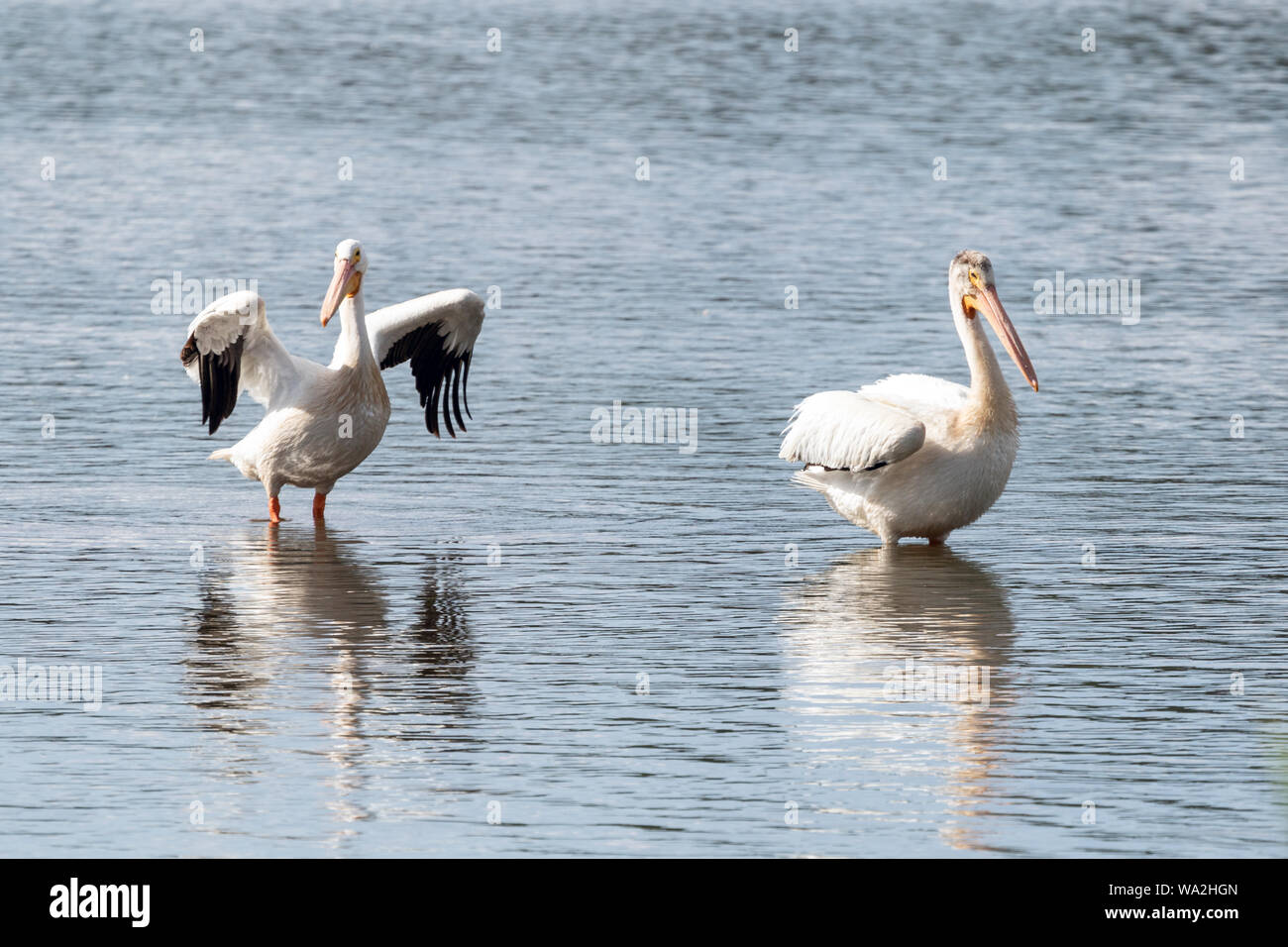 Una coppia di American pellicani bianchi poggiano su un piccolo lago in Colorado Foto Stock