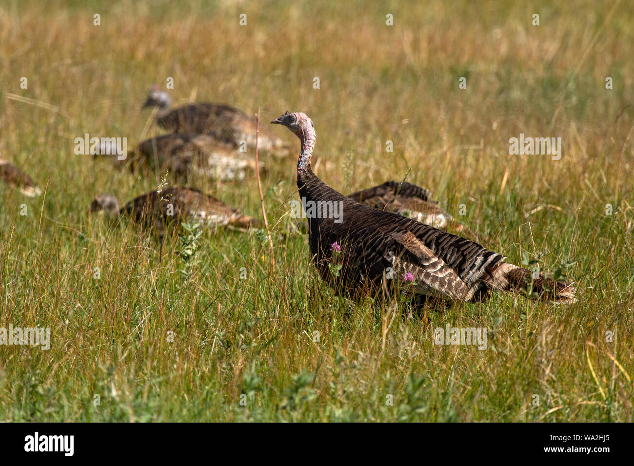 Avvisare il tacchino selvatico hen continua a guardare oltre la metà-pulcini cresciuti alimentando in erba alta Foto Stock